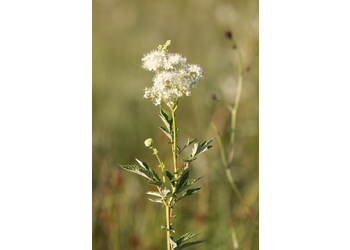 Großes Mädesüß (Filipendula ulmaria) - © Emanuel Trummer